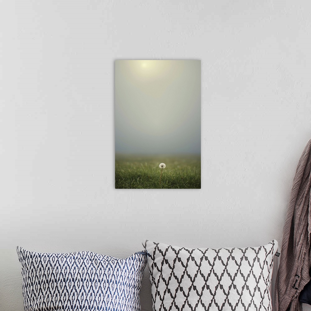 A bohemian room featuring Dandelion on meadow, both covered with morning dew water drops and foggy background.