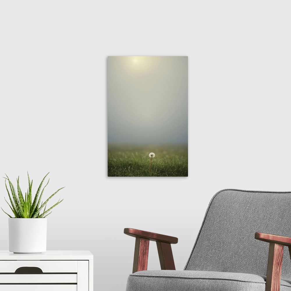 A modern room featuring Dandelion on meadow, both covered with morning dew water drops and foggy background.