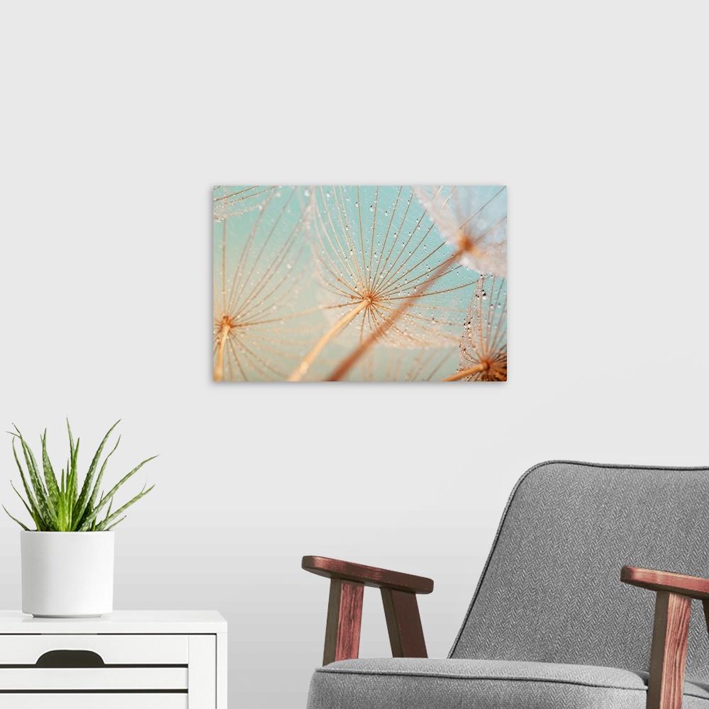 A modern room featuring Dandelion seed with water drops.