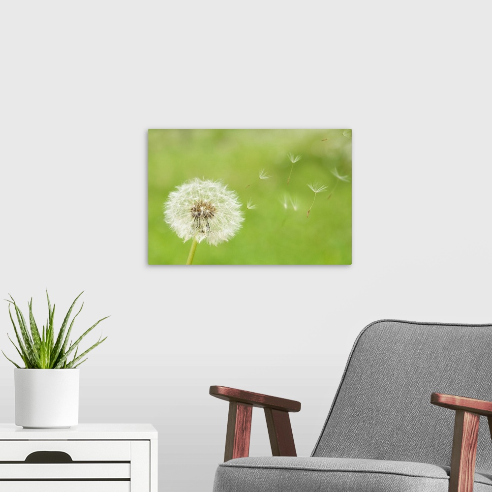 A modern room featuring Puffs of this spindly flower blow away with the wind in this close up nature photograph taken aga...