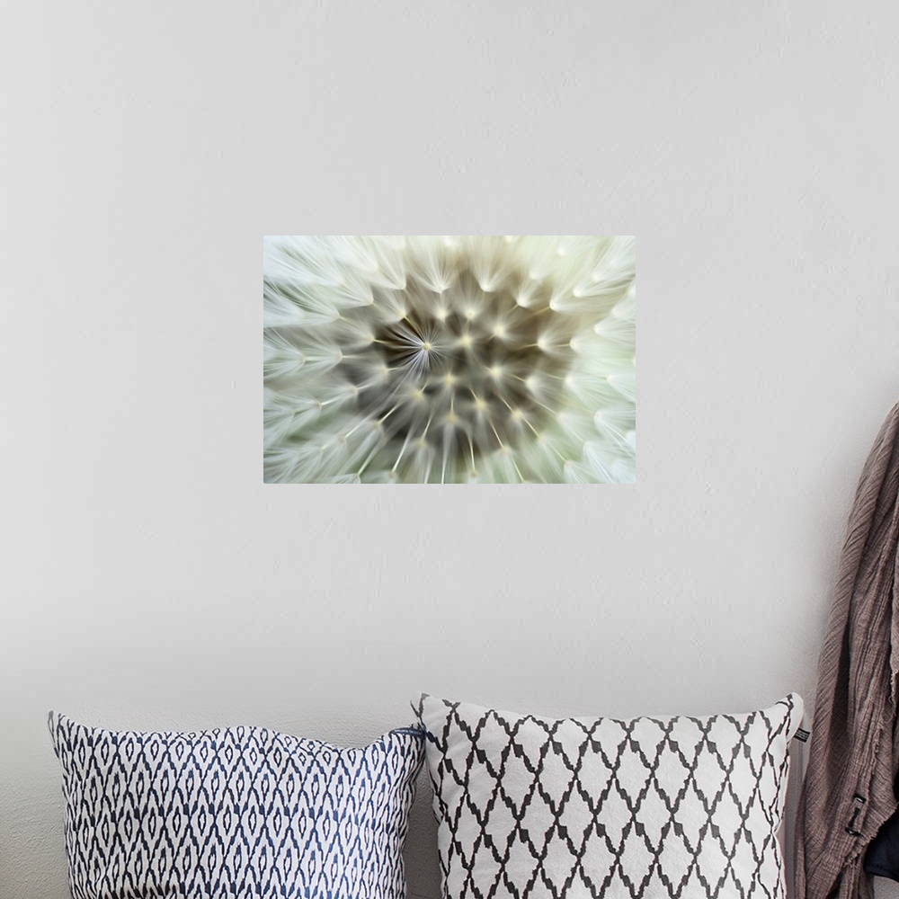 A bohemian room featuring Very closely taken photograph of the seeds of a dandelion plant.