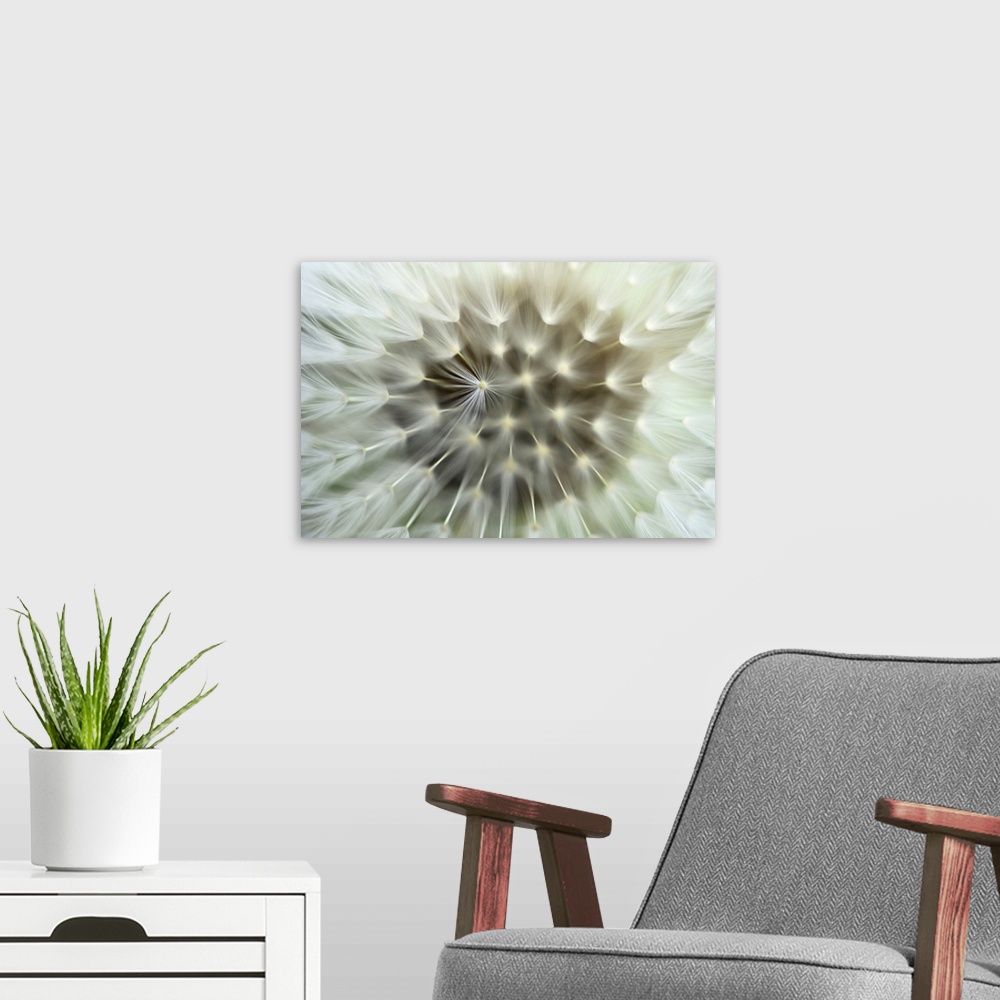 A modern room featuring Very closely taken photograph of the seeds of a dandelion plant.