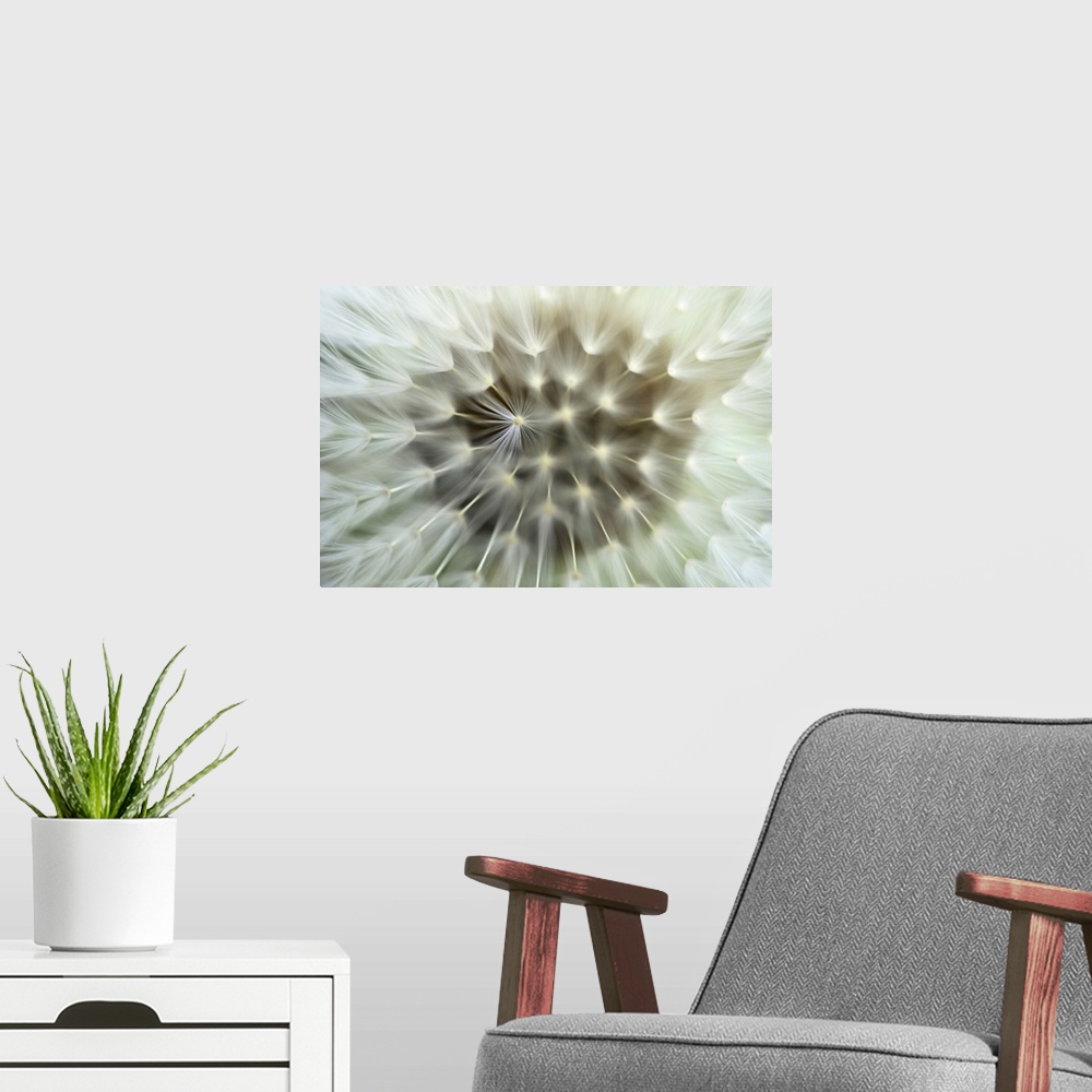 A modern room featuring Very closely taken photograph of the seeds of a dandelion plant.
