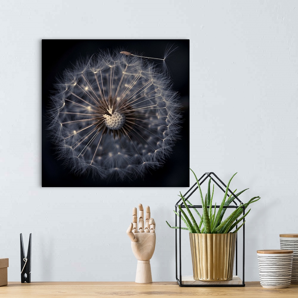 A bohemian room featuring Dandelion seeds on black background, France.