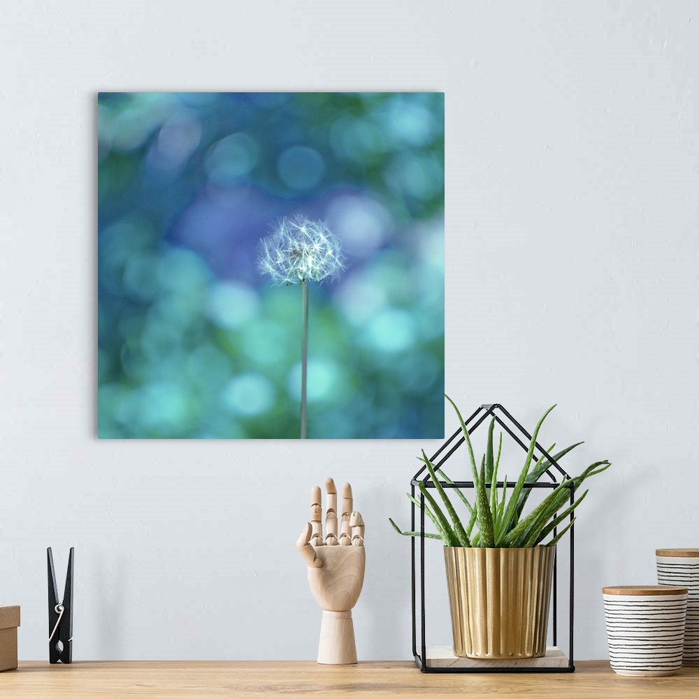 A bohemian room featuring A picture of a dandelion is taken against a glittering background of cool toned colors.