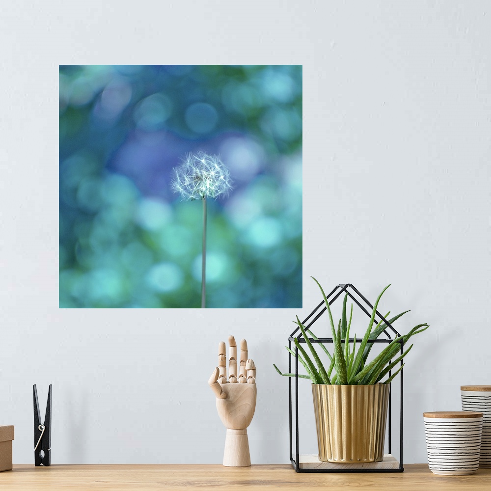 A bohemian room featuring A picture of a dandelion is taken against a glittering background of cool toned colors.