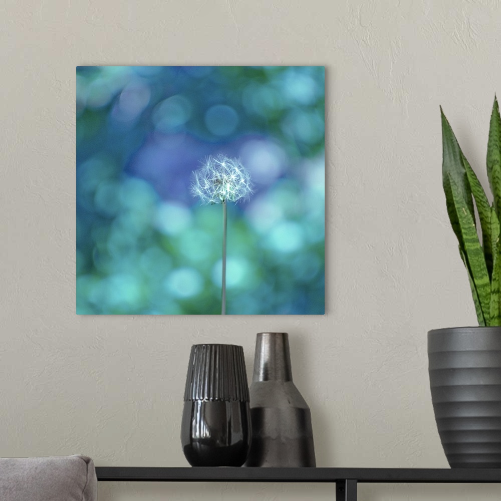 A modern room featuring A picture of a dandelion is taken against a glittering background of cool toned colors.