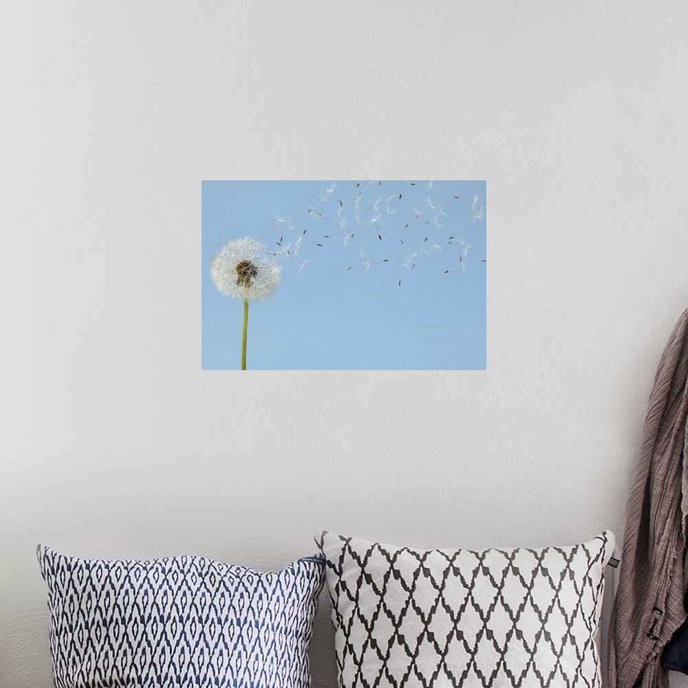 A bohemian room featuring A single dandelion is pictured as its florets begin to blow off.
