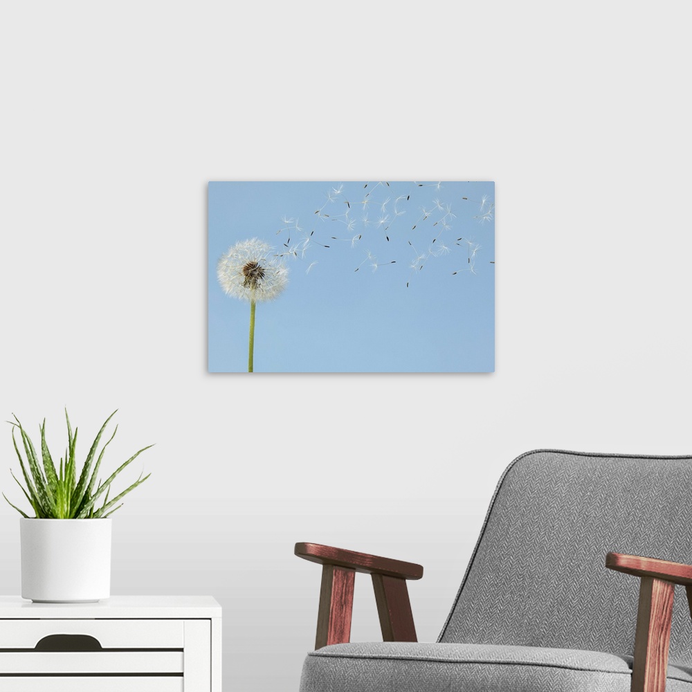 A modern room featuring A single dandelion is pictured as its florets begin to blow off.