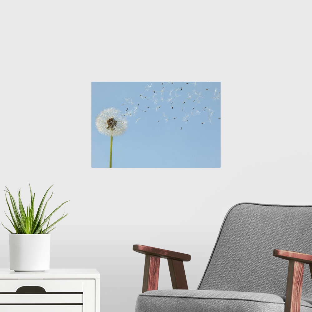 A modern room featuring A single dandelion is pictured as its florets begin to blow off.