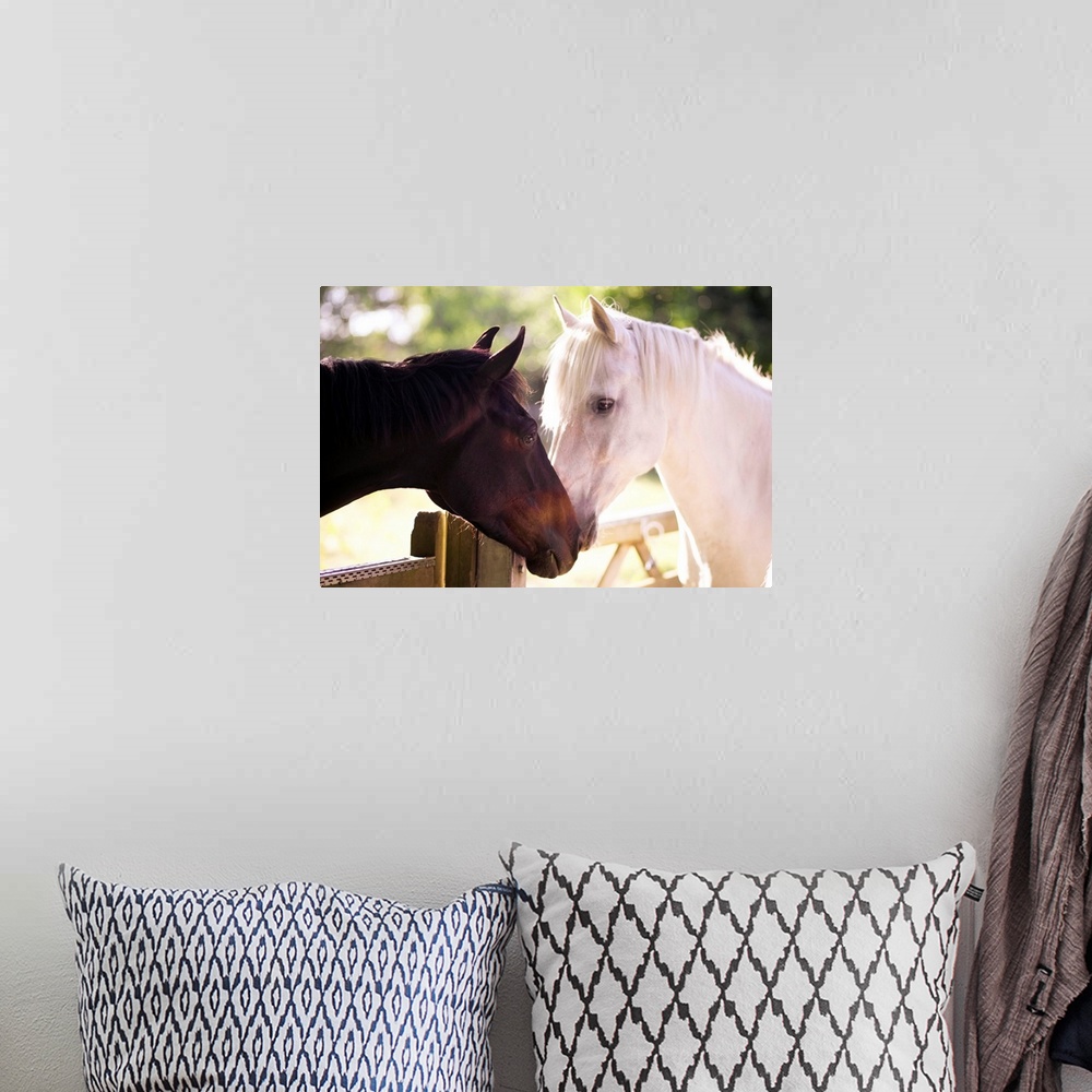 A bohemian room featuring Photograph of two horses smelling at each other with wooden gate and trees in background.  One ho...