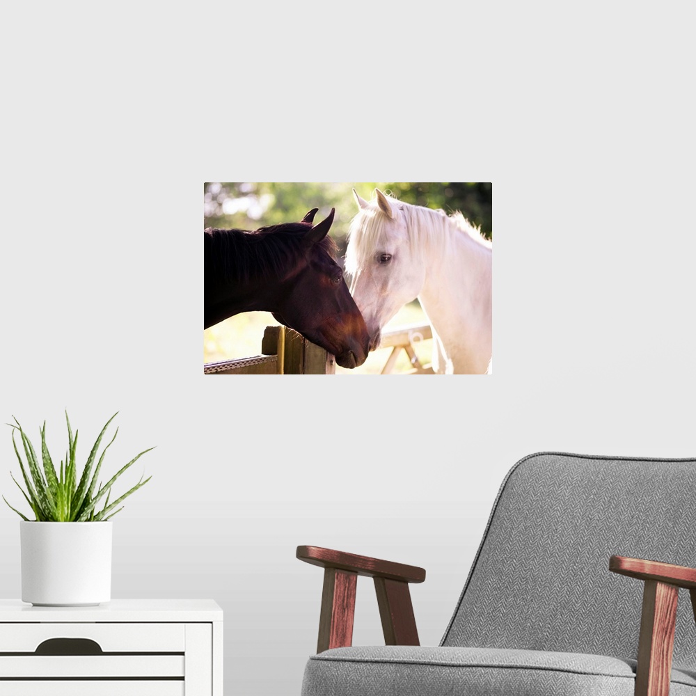 A modern room featuring Photograph of two horses smelling at each other with wooden gate and trees in background.  One ho...