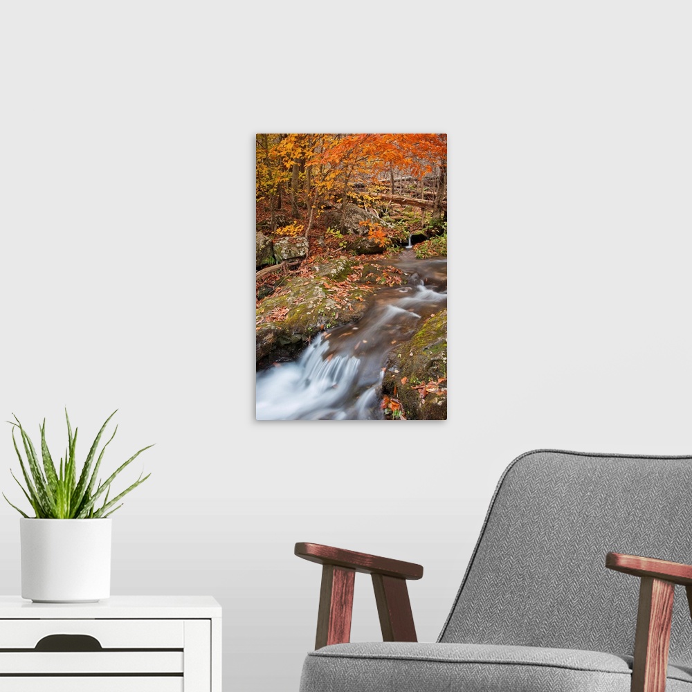 A modern room featuring Foliage at stream that leads to Dark Hollow Falls in Shenandoah National Park.