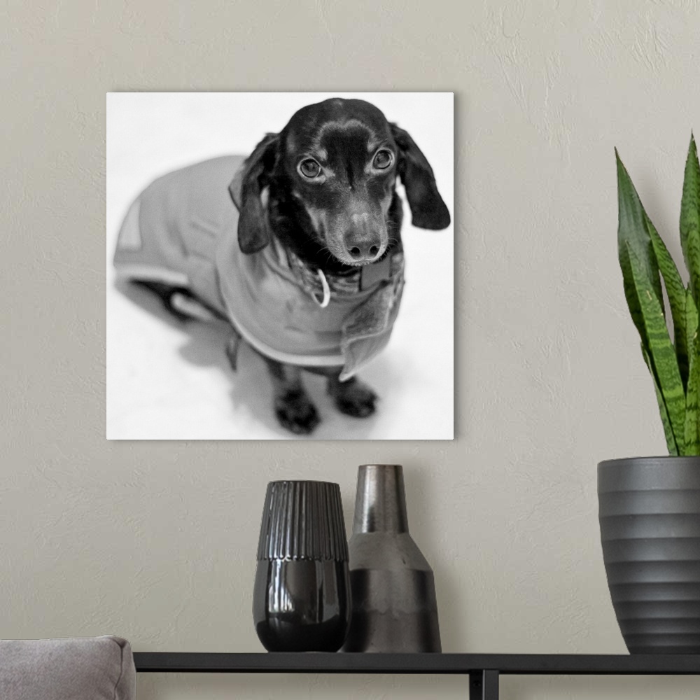 A modern room featuring Daschund with a coat
