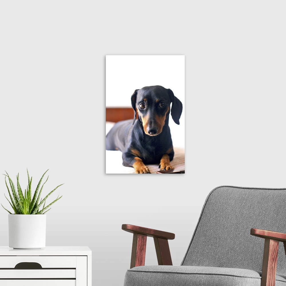 A modern room featuring Dashshund lying on a bed