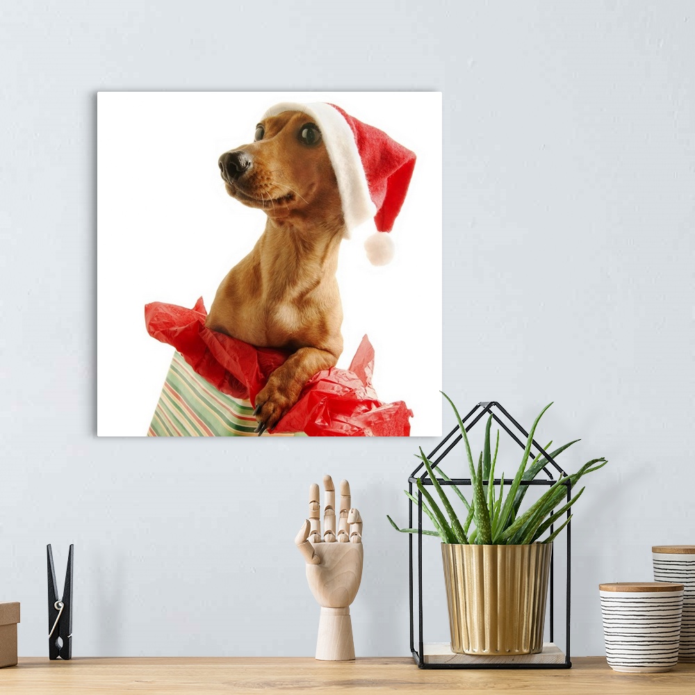 A bohemian room featuring Dashshund on a present with a Santa hat
