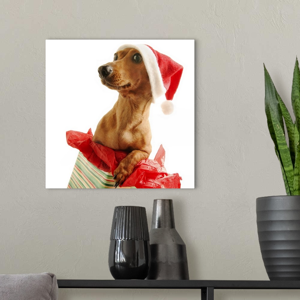 A modern room featuring Dashshund on a present with a Santa hat