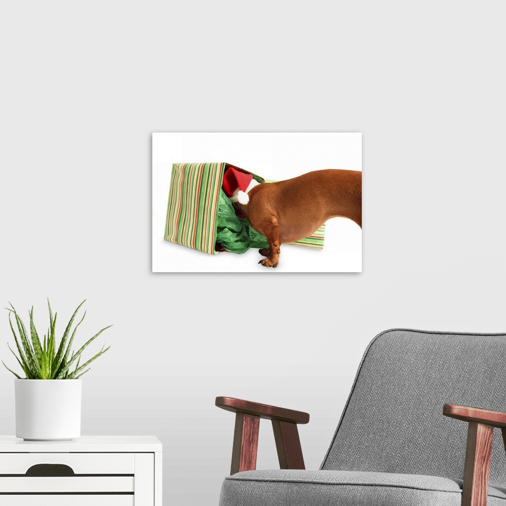 A modern room featuring Dog sniffing in box with Santa hat