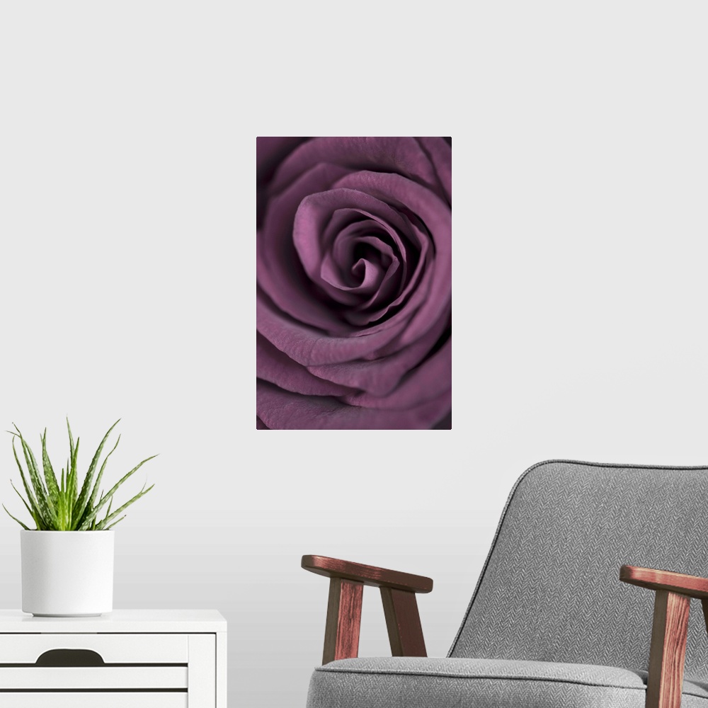 A modern room featuring Deep Purple Rose