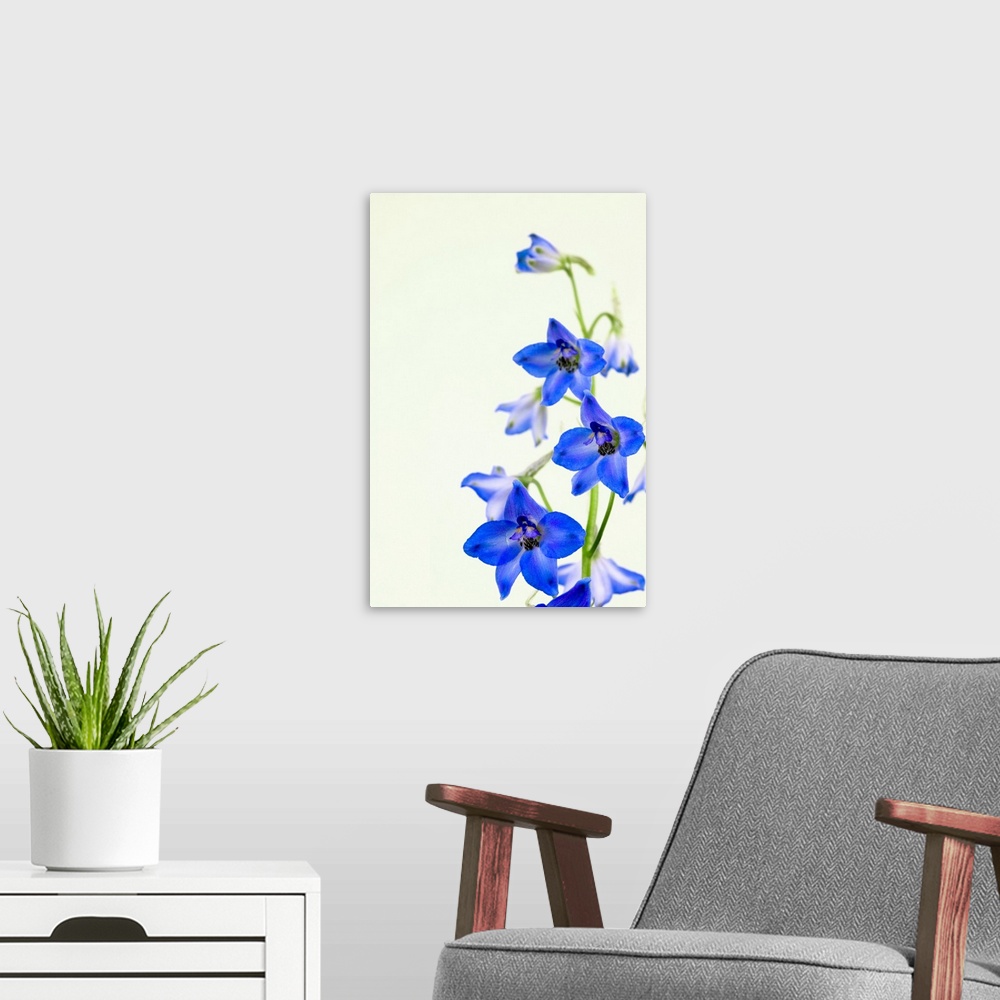 A modern room featuring Delphinium