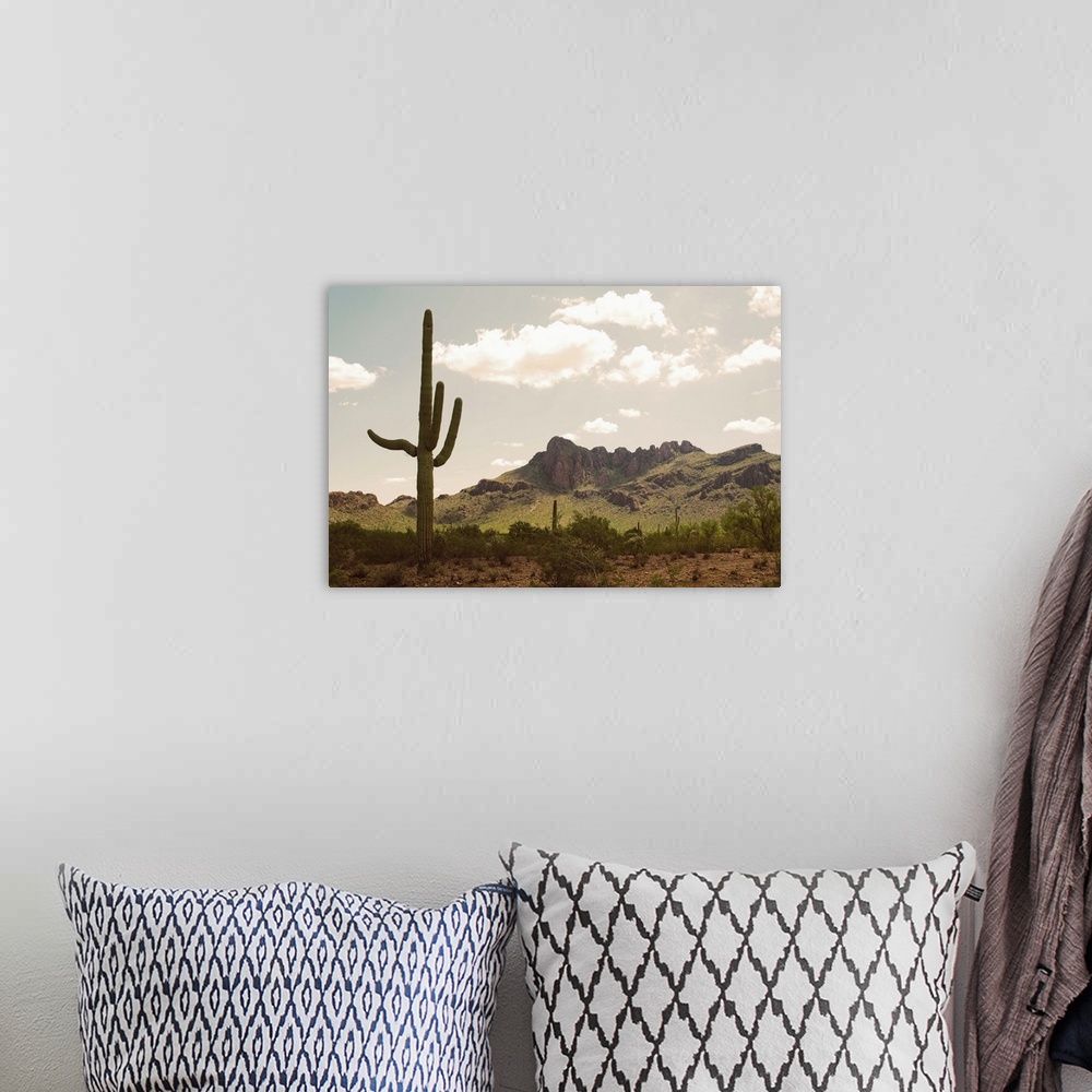 A bohemian room featuring USA, Arizona, desert landscape with saguaro cacti
