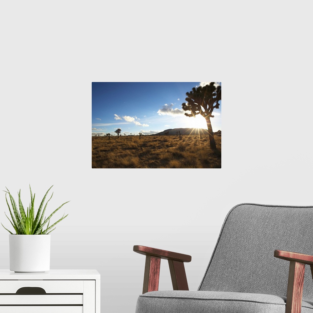 A modern room featuring Desert landscape with tree and blue sky