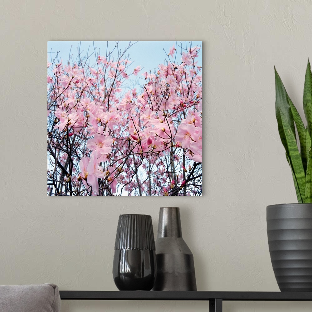 A modern room featuring Detail of a cherry tree