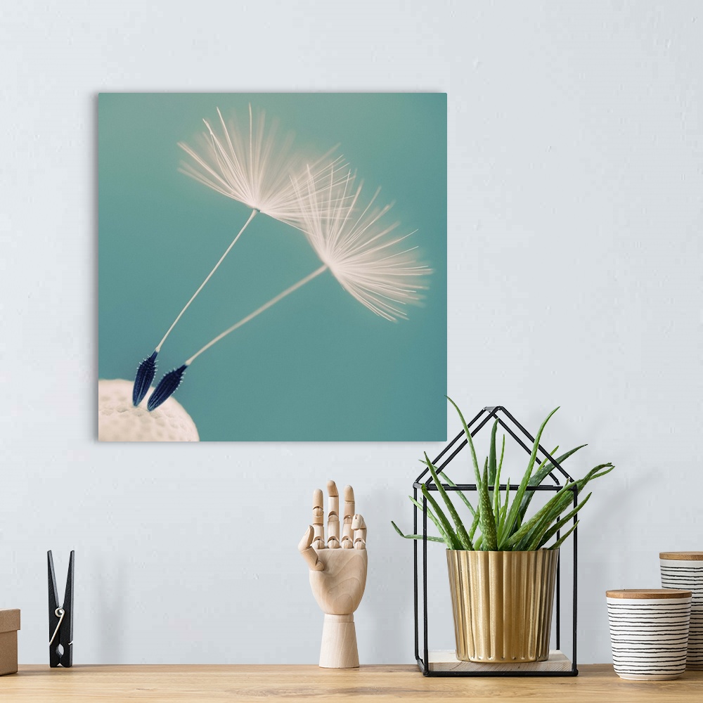 A bohemian room featuring Detail of a dandelion flower with two seeds left.