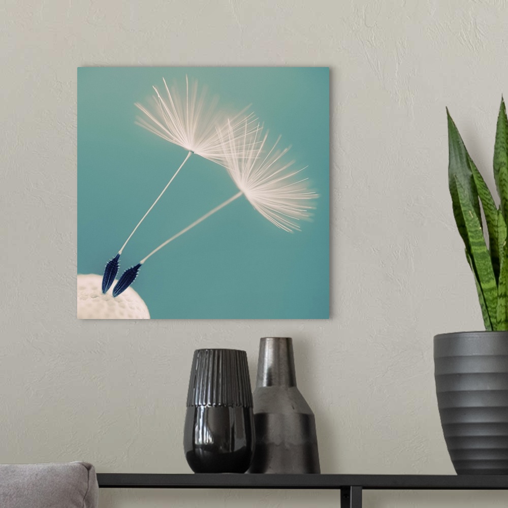 A modern room featuring Detail of a dandelion flower with two seeds left.