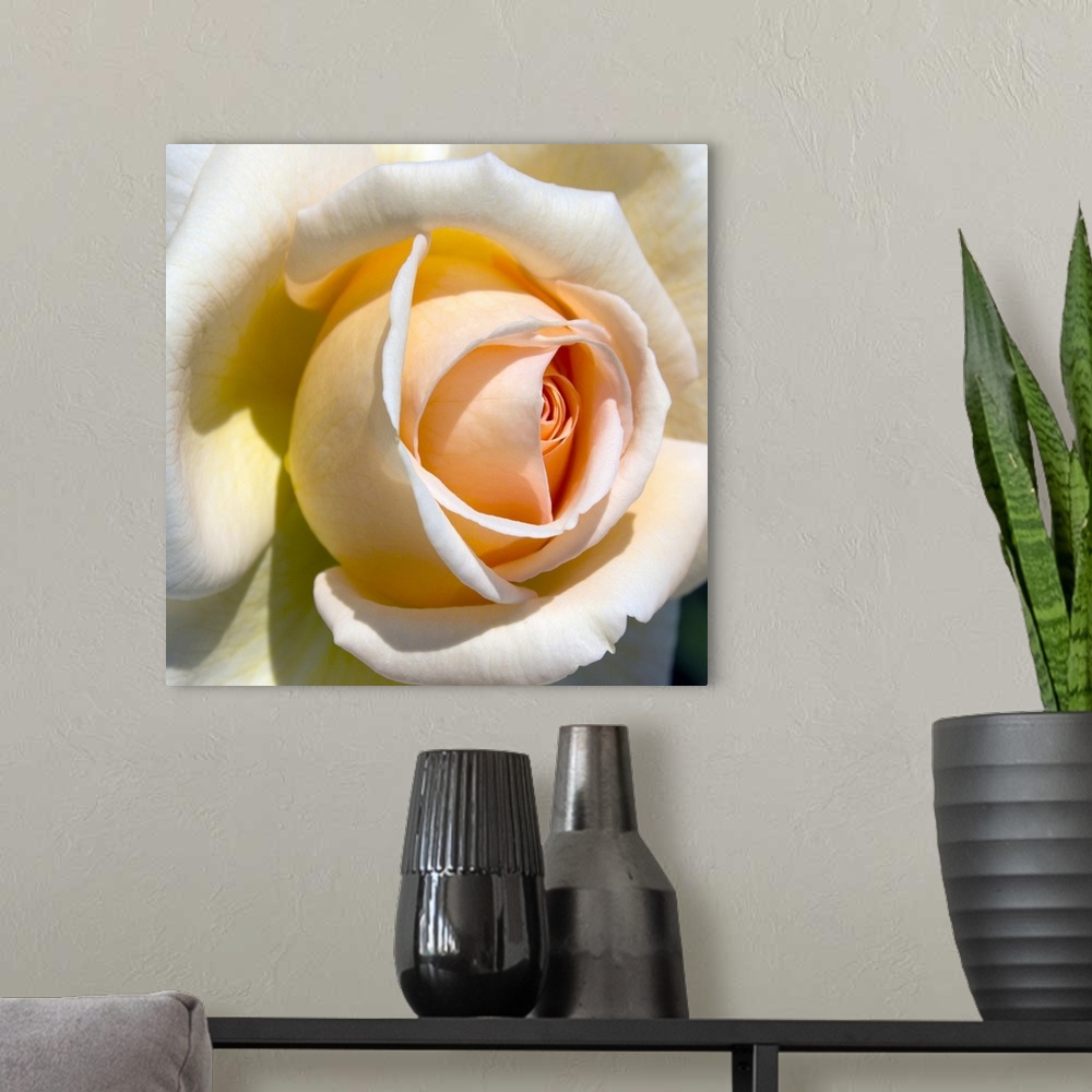 A modern room featuring A nature close up of a rose petal on square shaped wall art to decorate the home or retail space.