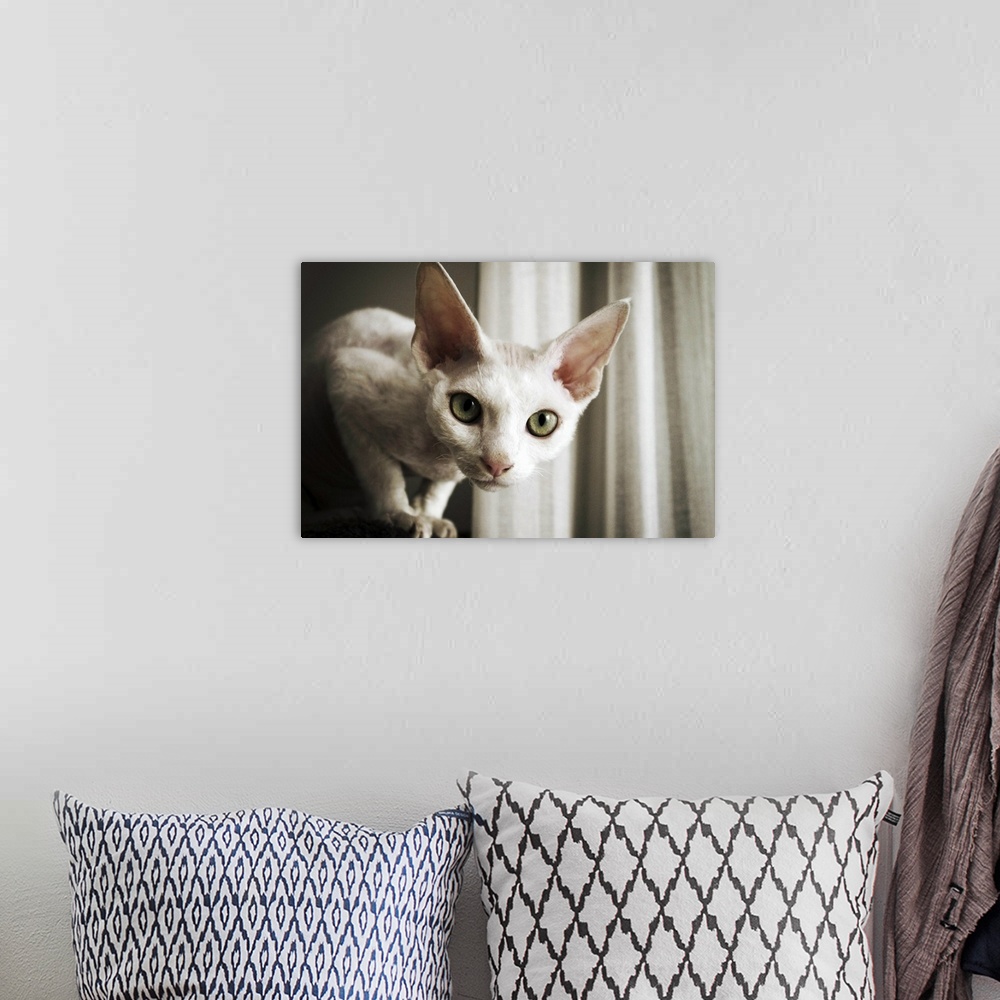 A bohemian room featuring Devon Rex Cat looking at camera.