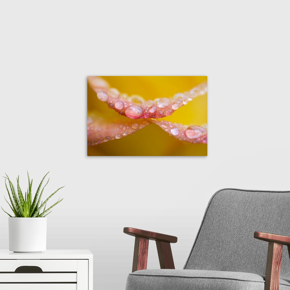 A modern room featuring Dew drops on flower petals