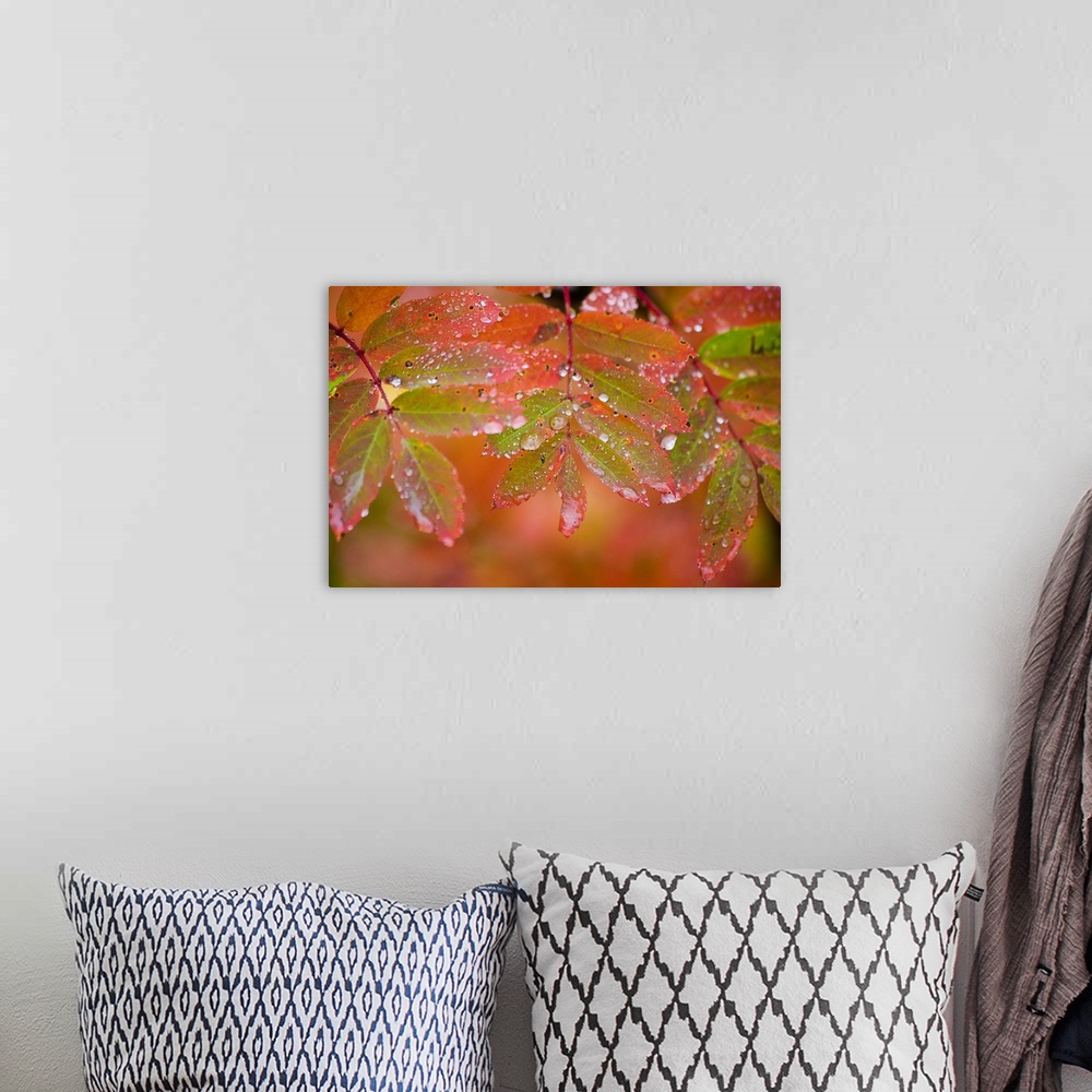 A bohemian room featuring Image on canvas of leaves with water droplets on top of them.