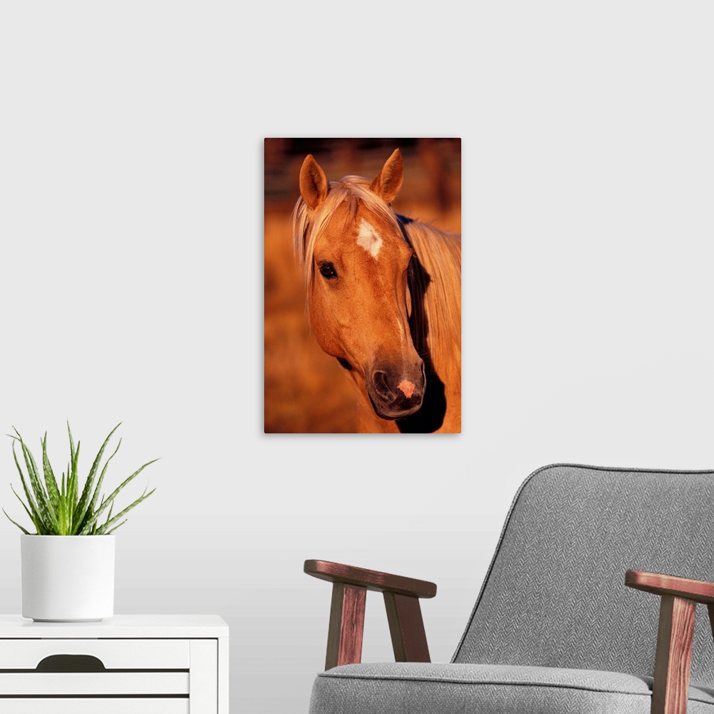 A modern room featuring Diamond Marking Horse's Forehead