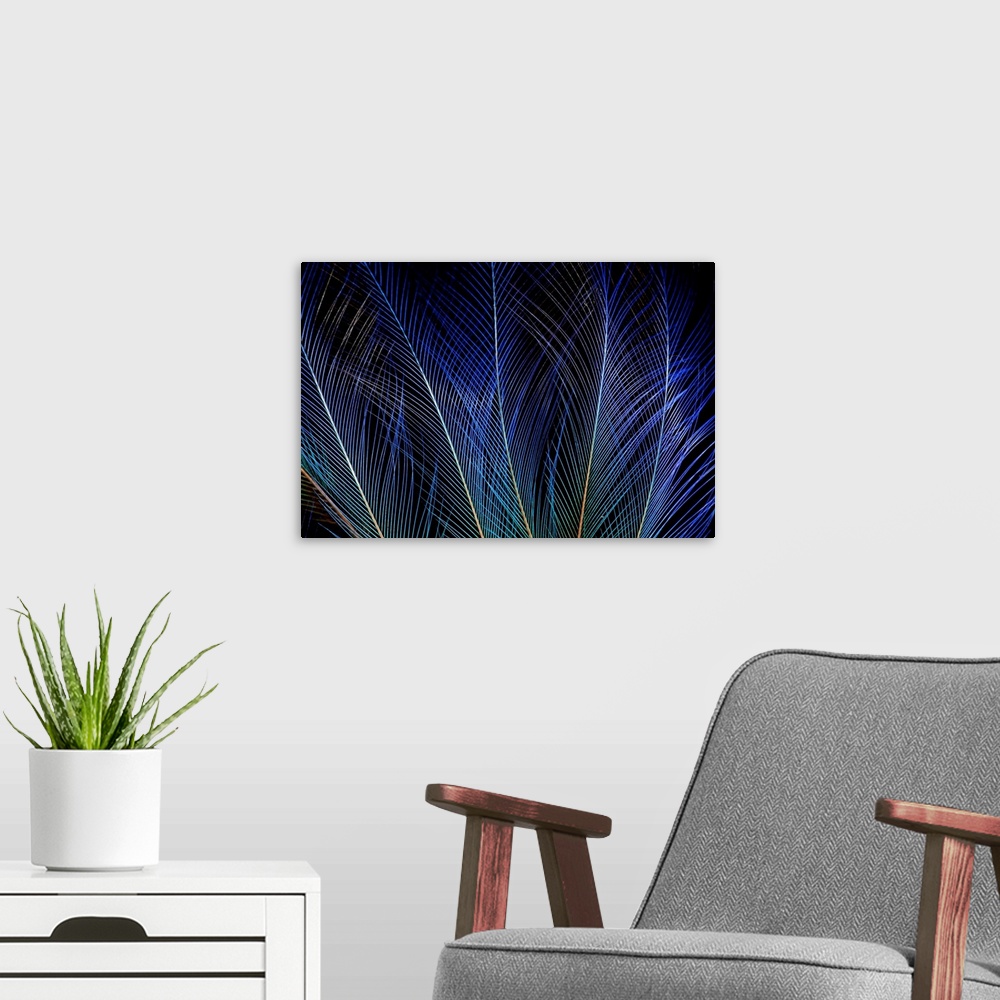 A modern room featuring Display feathers of Blue Bird of Paradise photographed Sammamish, WA