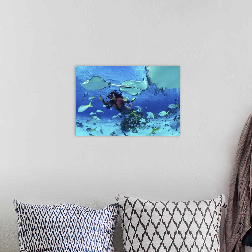 A bohemian room featuring Divers feeding fish and stingrays