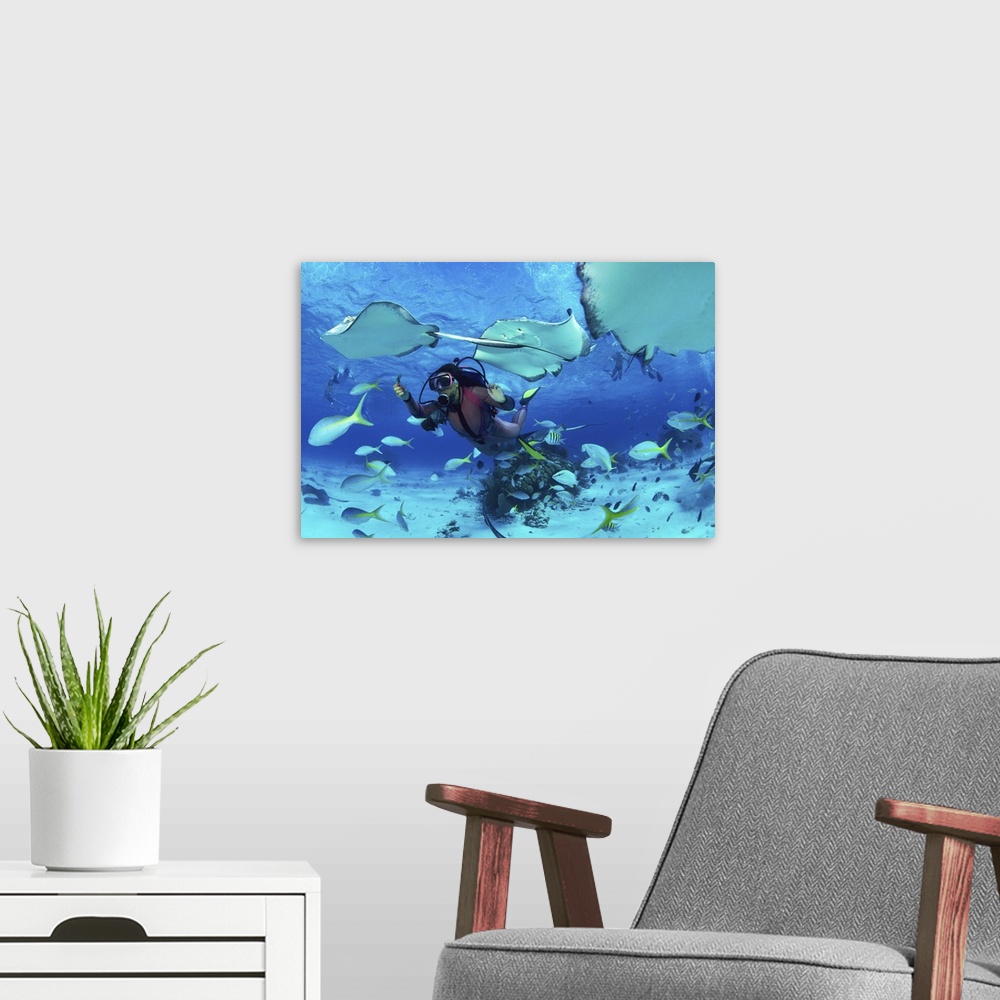 A modern room featuring Divers feeding fish and stingrays