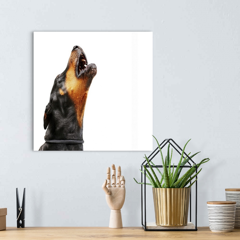 A bohemian room featuring Doberman howling, close-up