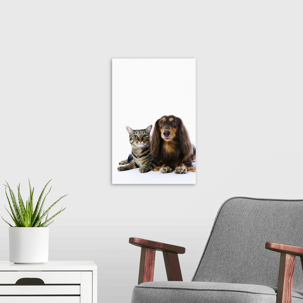 A modern room featuring Dog (Dachshund) and cat (Japanese cat) on white background