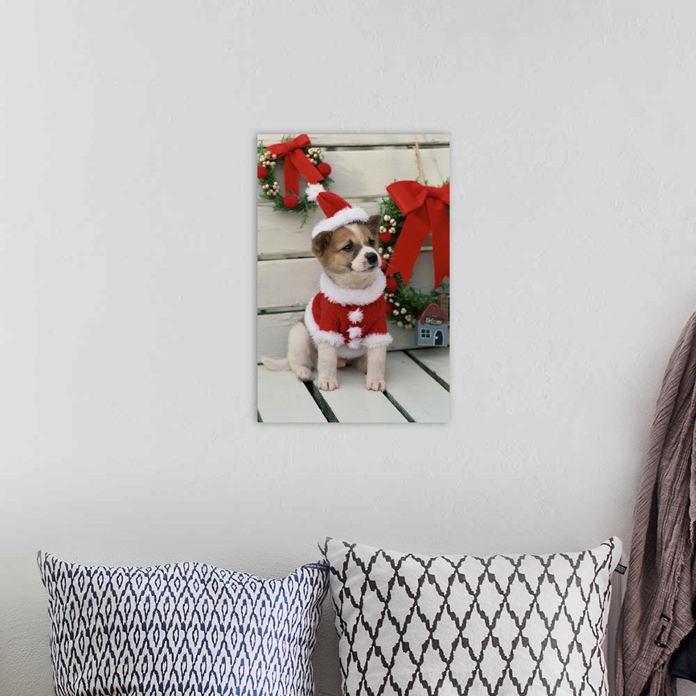 A bohemian room featuring Dog Dressed Up As Santa Claus