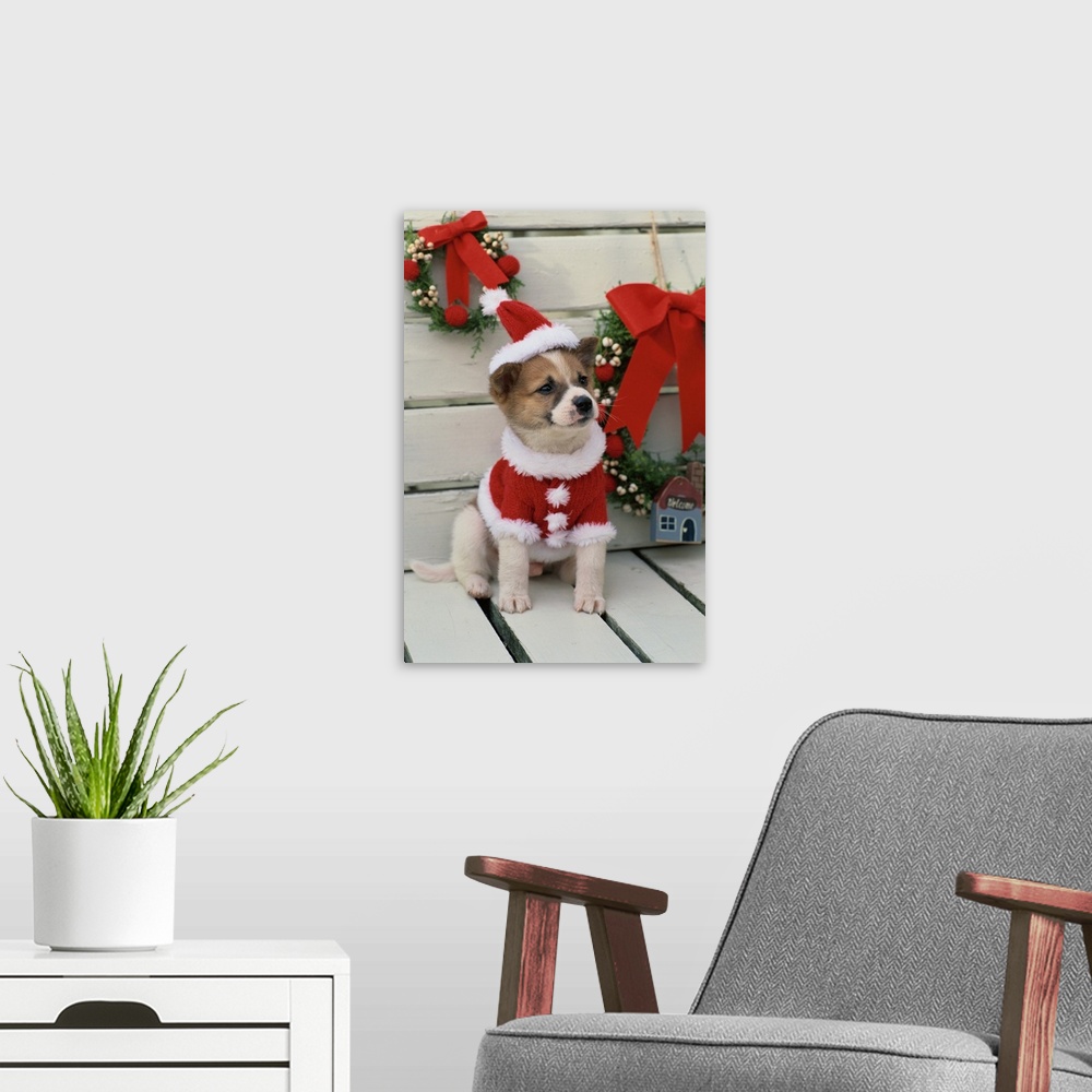 A modern room featuring Dog Dressed Up As Santa Claus