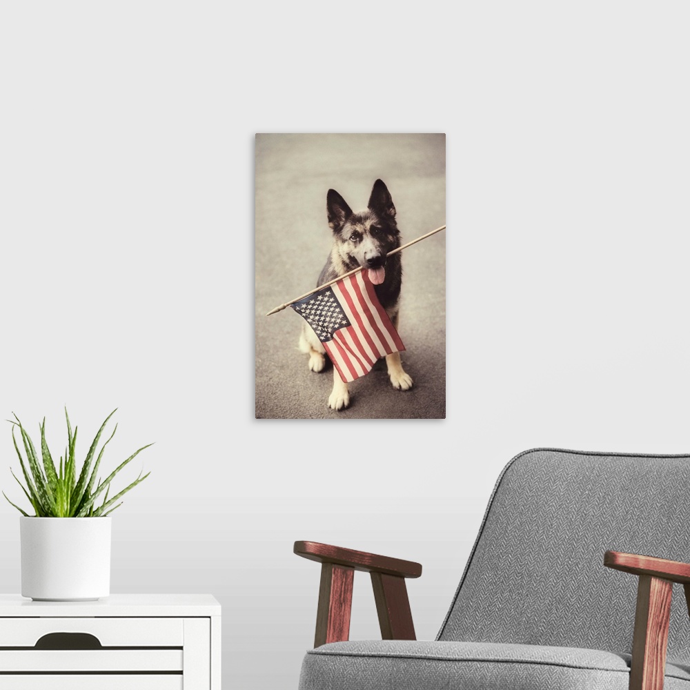 A modern room featuring Dog Holding American Flag In Mouth