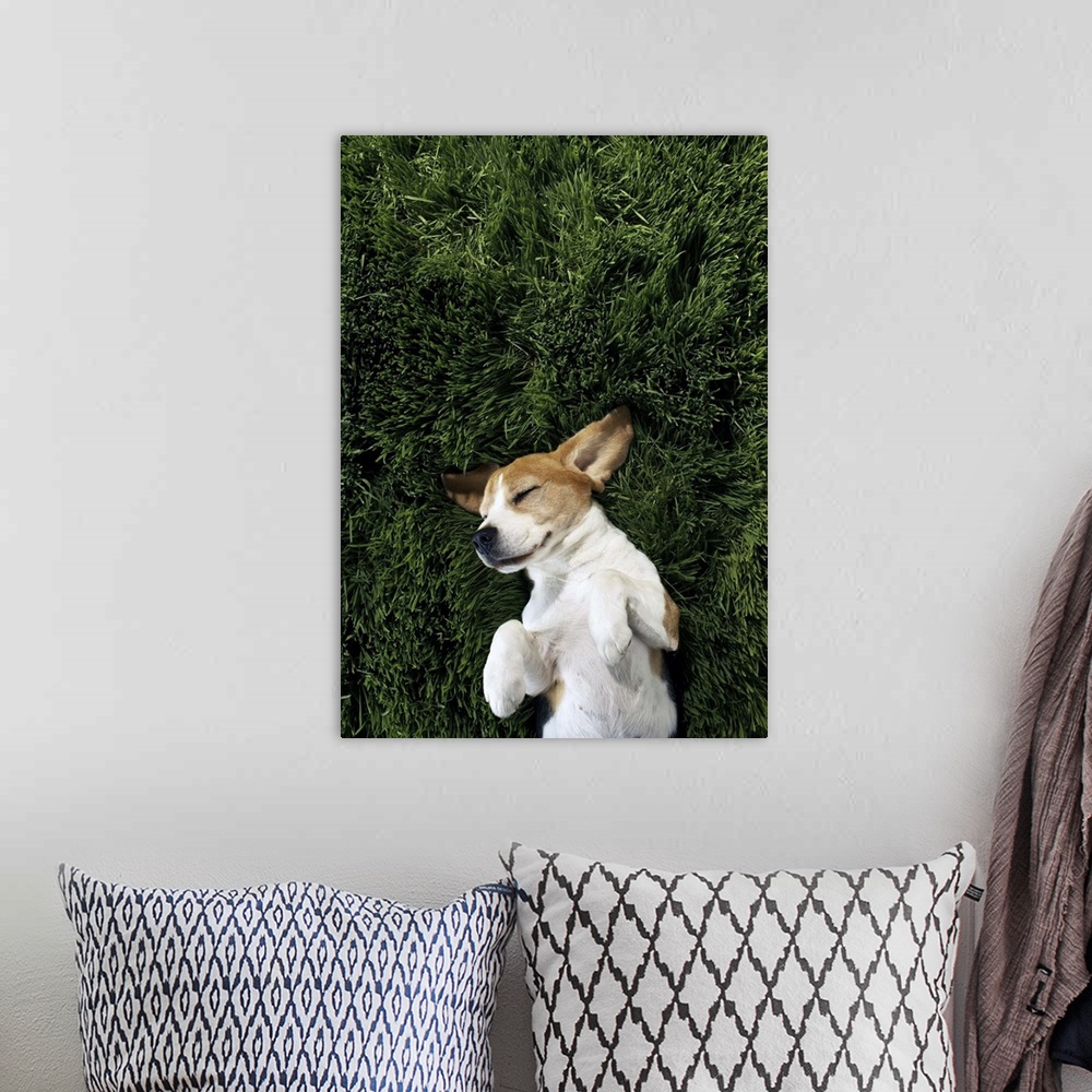 A bohemian room featuring Dog in lying in grass sleeping