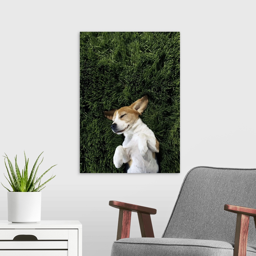 A modern room featuring Dog in lying in grass sleeping