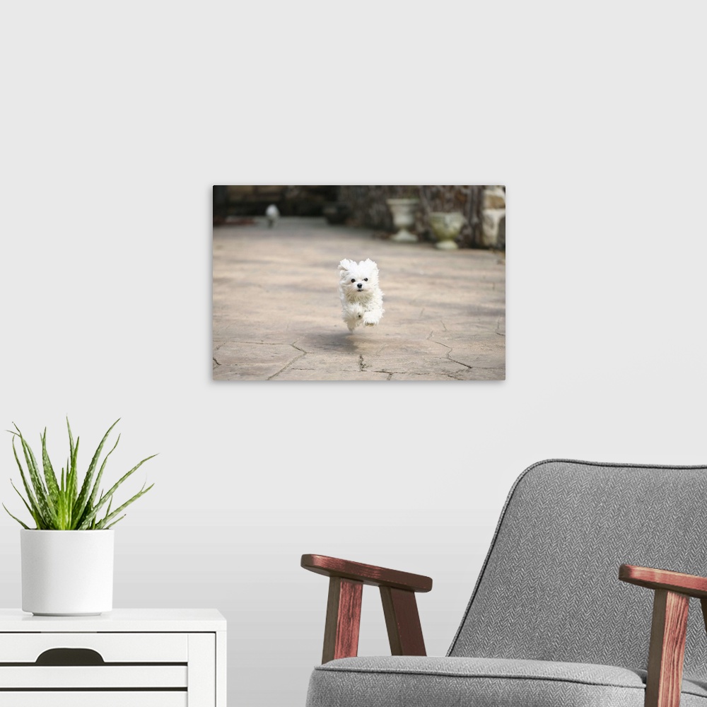 A modern room featuring Dog in mid air from running.