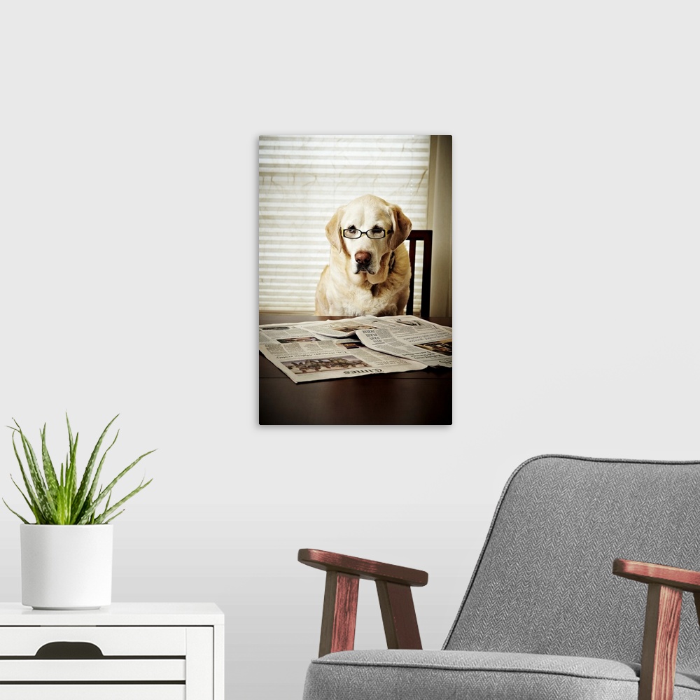 A modern room featuring Dog in morning routine