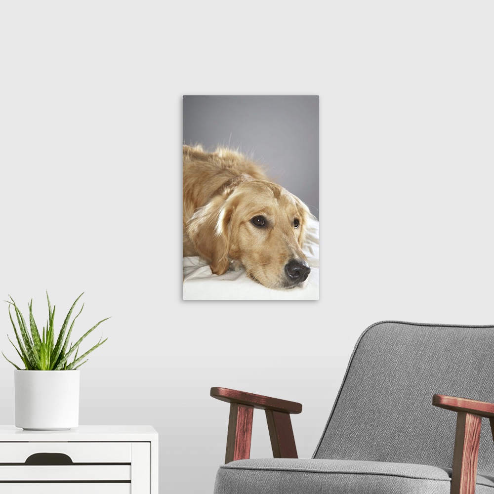 A modern room featuring Dog laying down