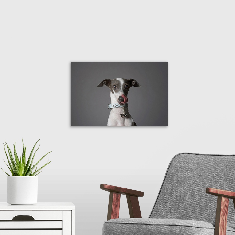 A modern room featuring Dog licking his nose