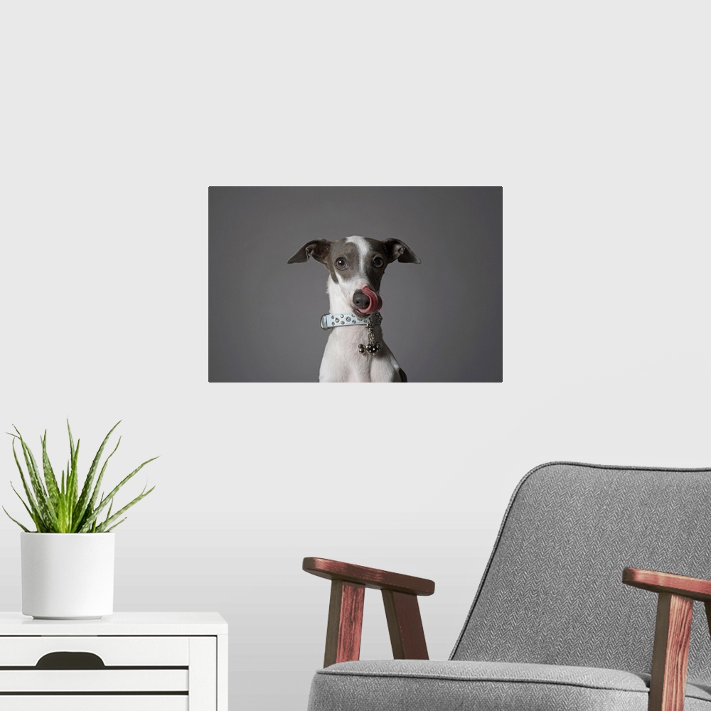 A modern room featuring Dog licking his nose