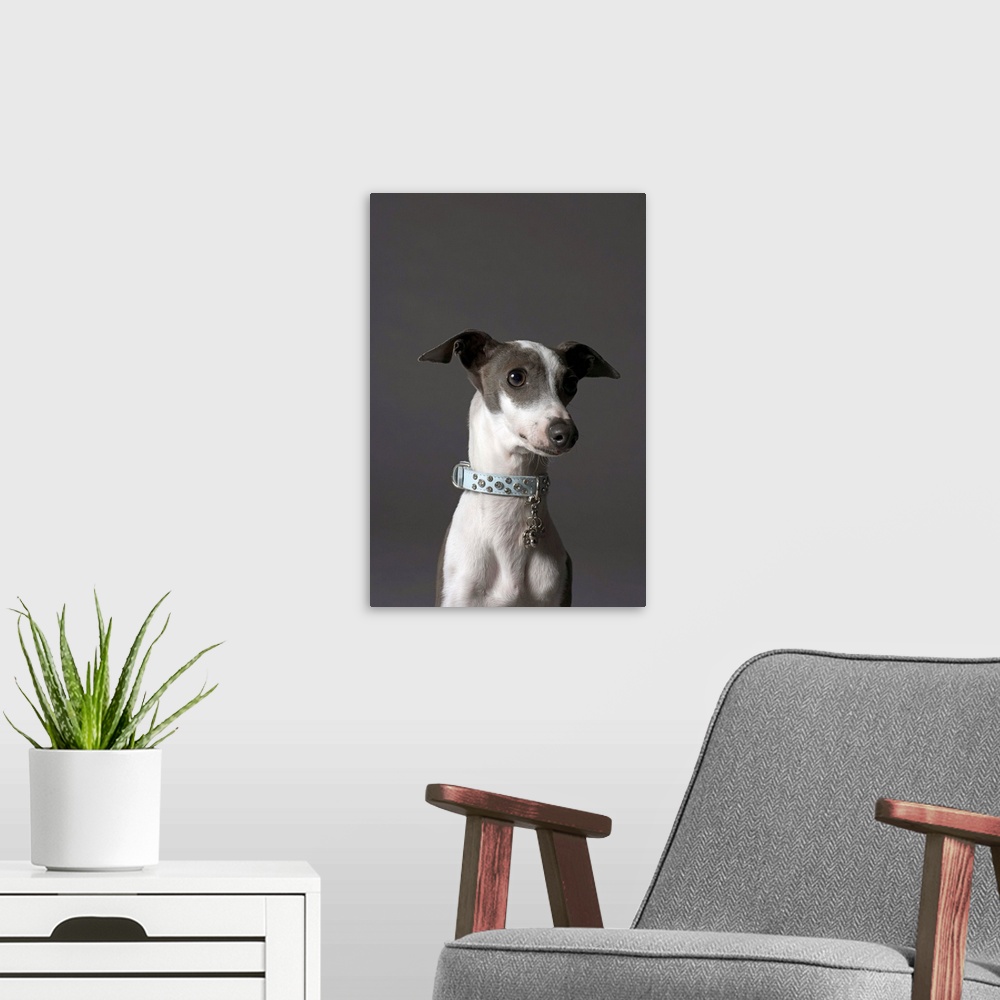 A modern room featuring Dog looking away